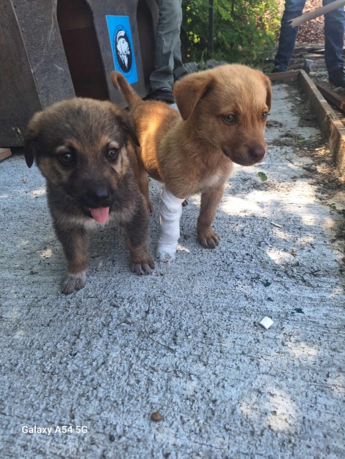 მეტისი უსახელო