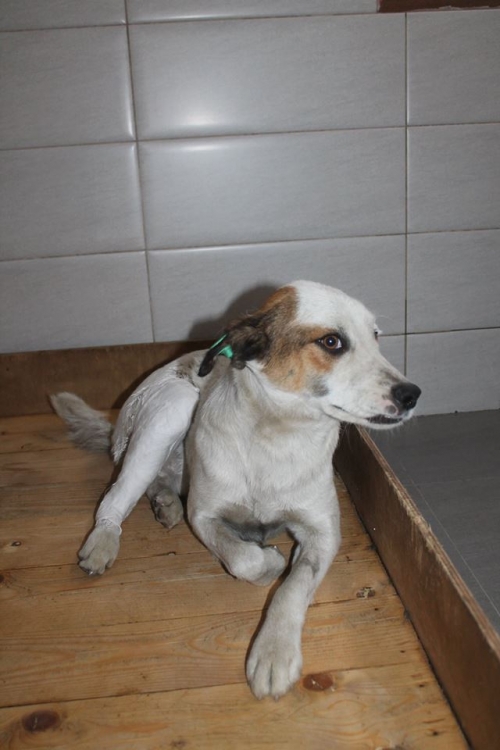 მეტისი უსახელო