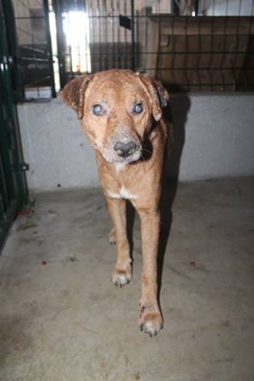 მეტისი გუჩი