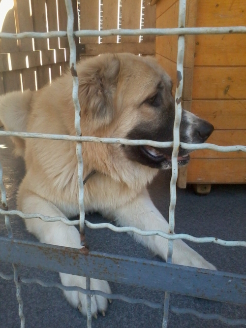 ქართული ნაგაზი ბუთხუზა