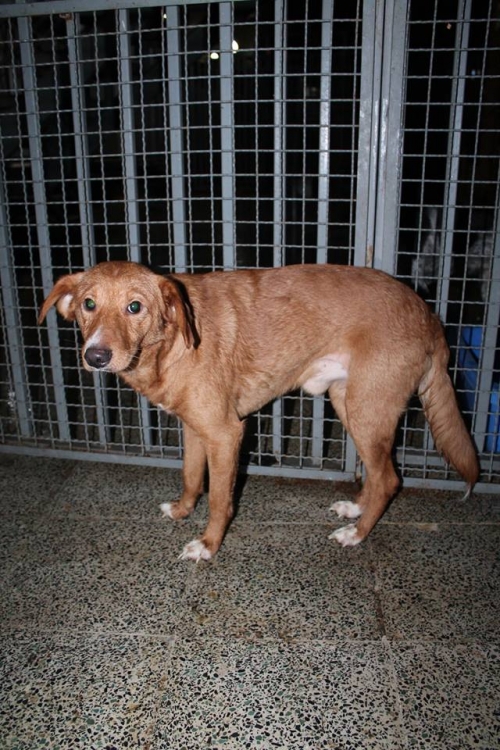 მეტისი ზარმაცა