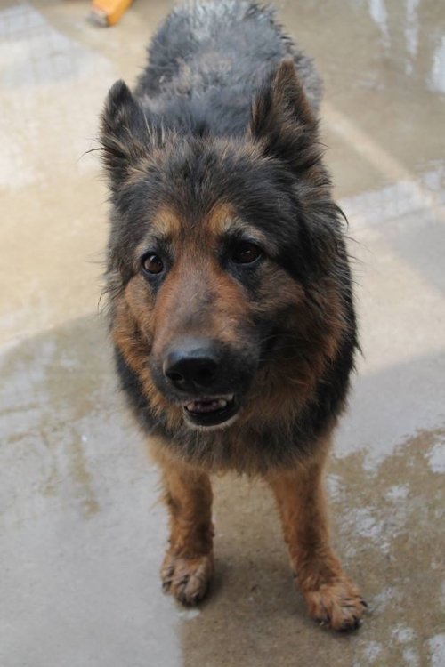 გერმანული ნაგაზი უსახელო