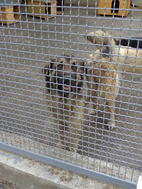 მეტისი უსახელო