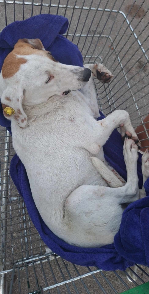 მეტისი თუშეთის გზა