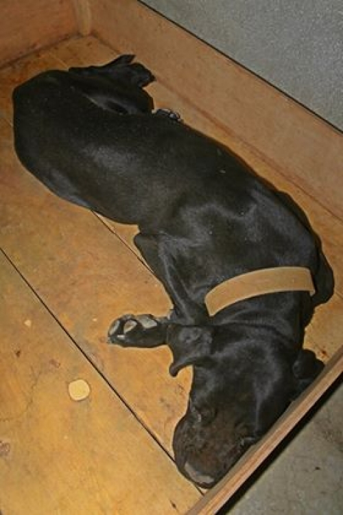 კონეკორსო უსახელო