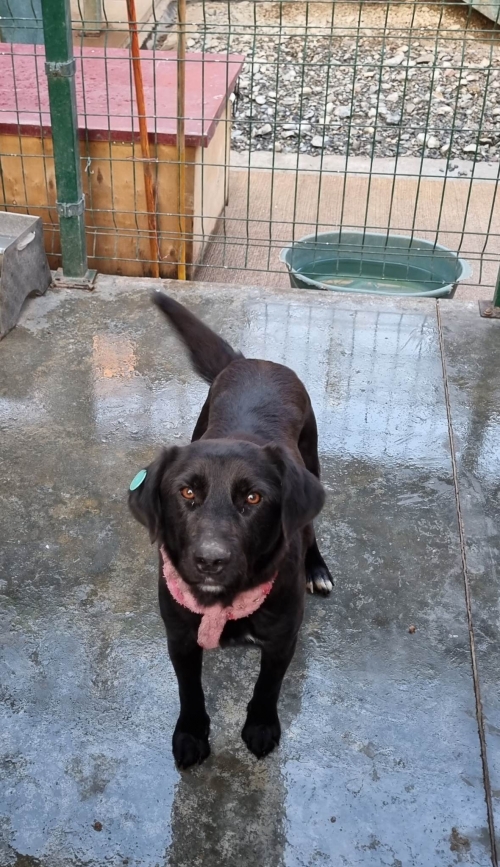 მეტისი ორთაჭალა გორგასლის ქუჩა