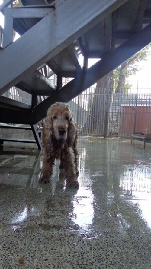 კოკერსპანიელი უსახელო