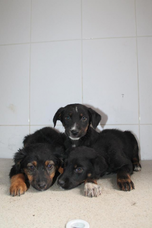 მეტისი უსახელო