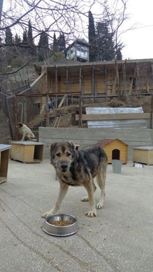 ქართული ქოფაკი უსახელო