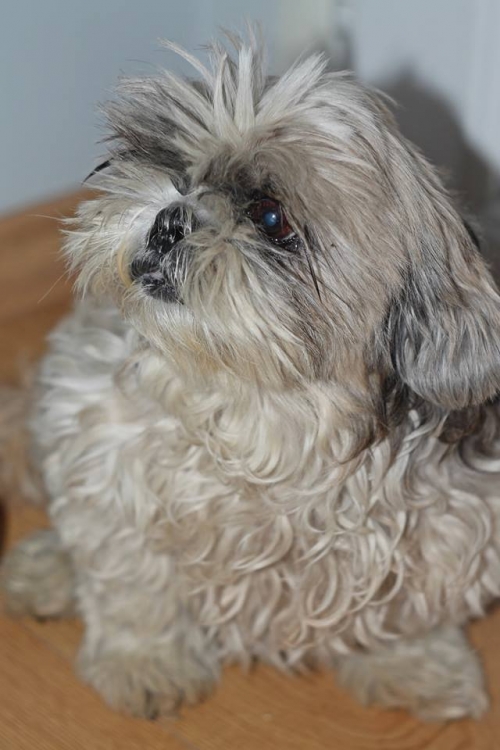 შიტცუ ჯული