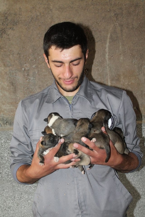 მეტისის ლეკვები უსახელო