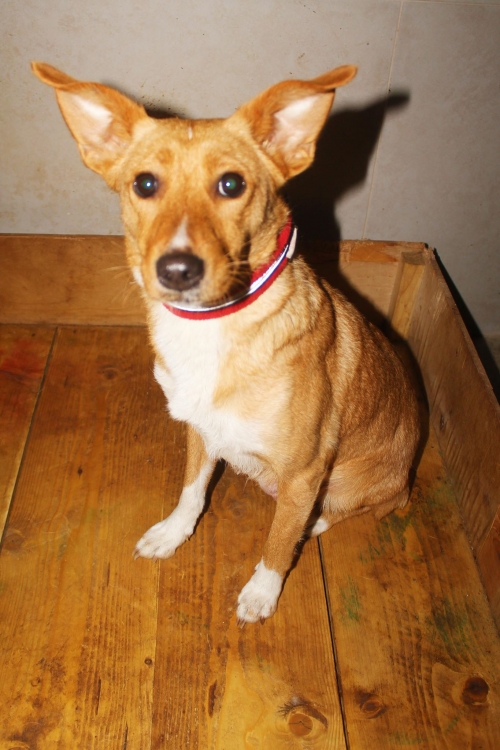 მეტისი ლედი