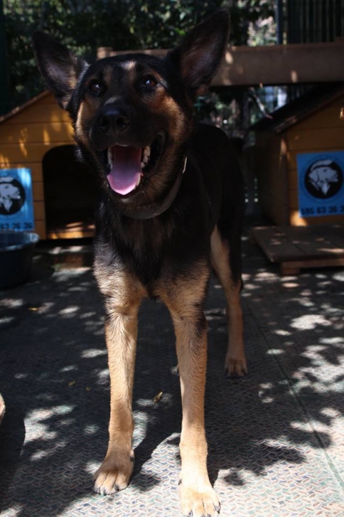 გერმანული ნაგაზი უსახელო