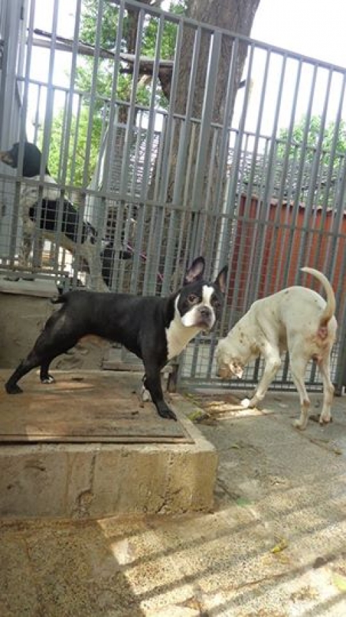 ფრანგული ბულდოგი ტესი