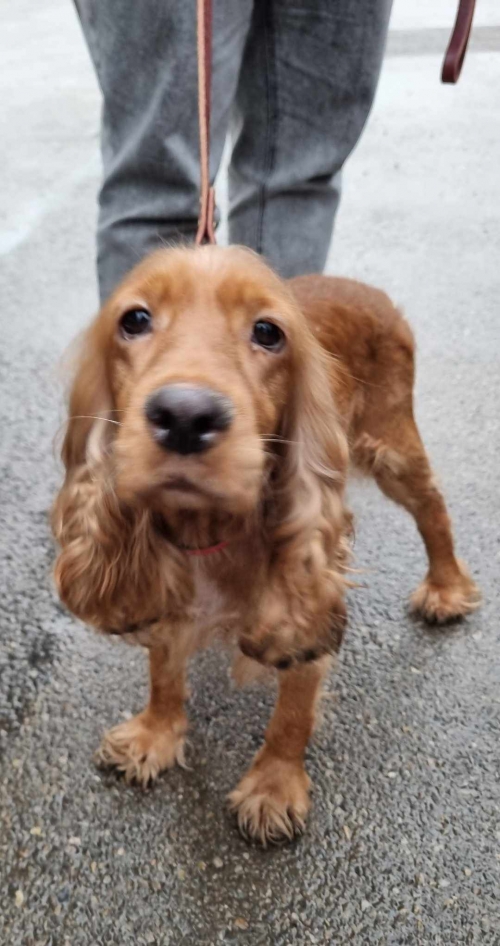 კოკერსპანიელი პარლამენტის შენობასთან ნაპოვნი