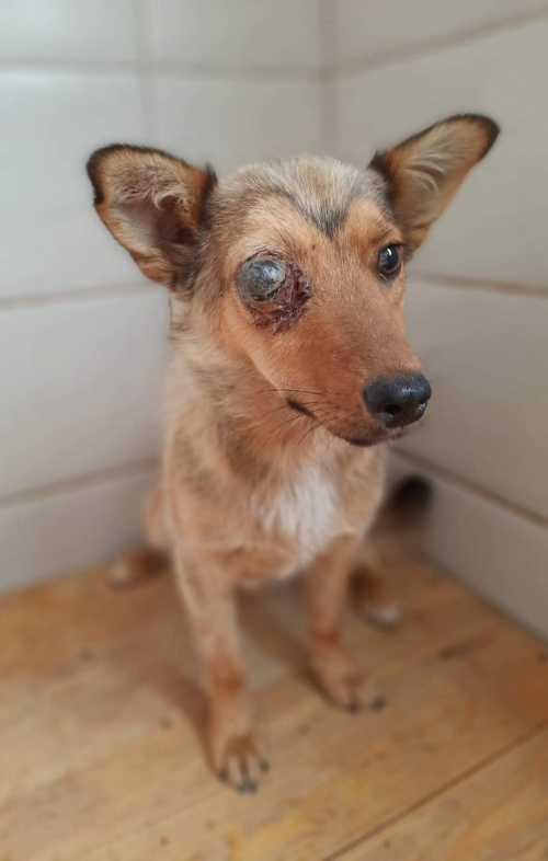 მეტისი ქ. რუსთავი