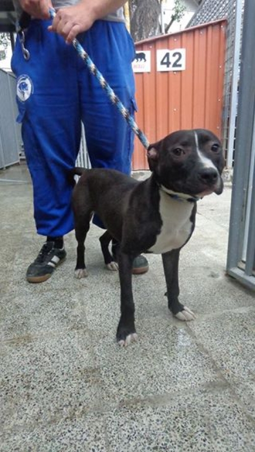 პიტი რაზვალა