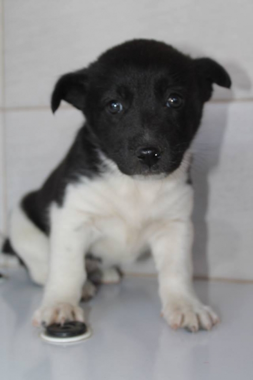 მეტისი უსახელო