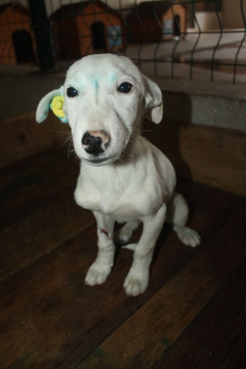 მეტისი უსახელო