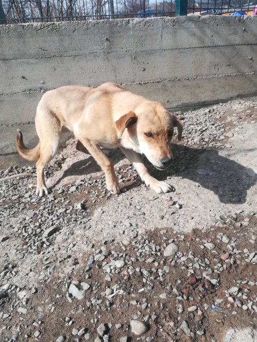 მეტისი დატოვეს თავშესაფართან