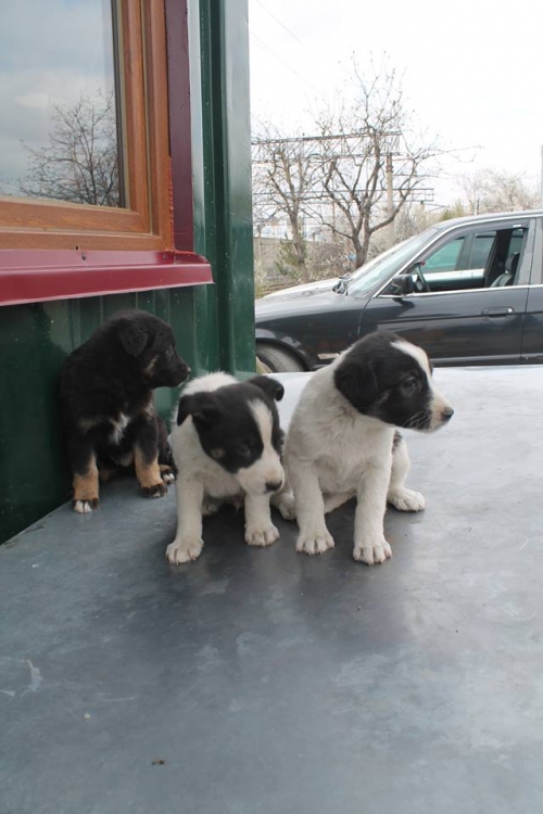 მეტისის ლეკვები უსახელო