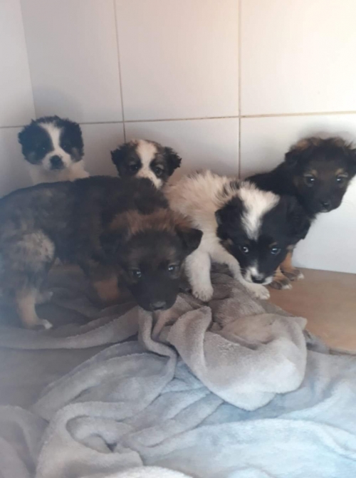 მეტისი დიდილილო