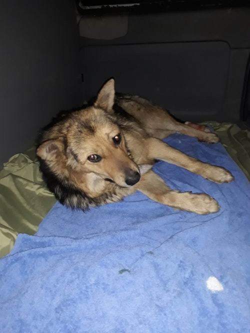 მეტისი ჭიათურა