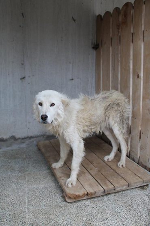 ქართული ნაგაზი უსახელო