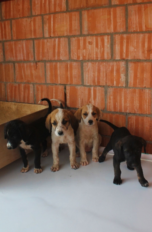 ქართული ქოფაკი უსახელო