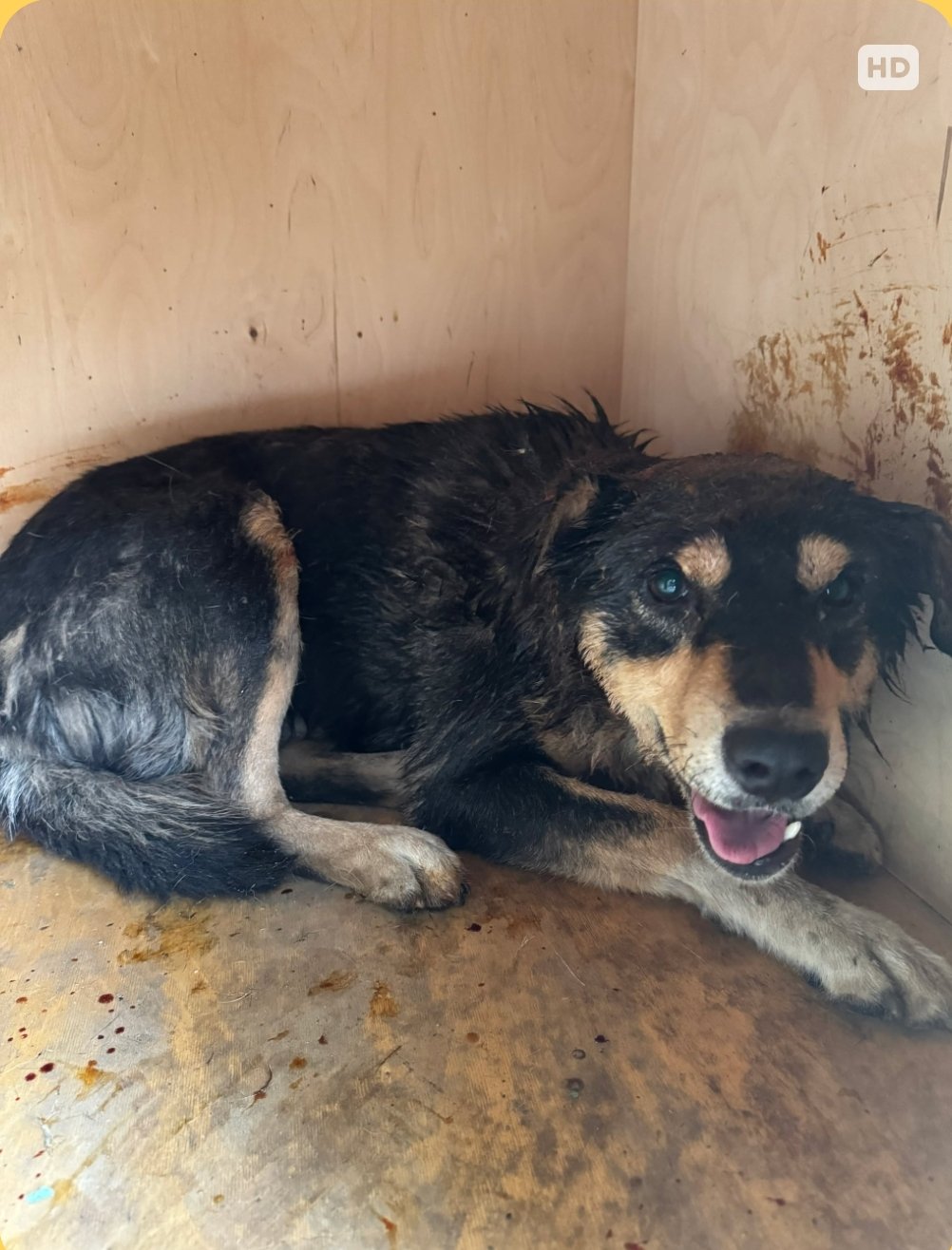 მეტისი. გრ. ლორთქინანიძის ქ. N72. სოსო