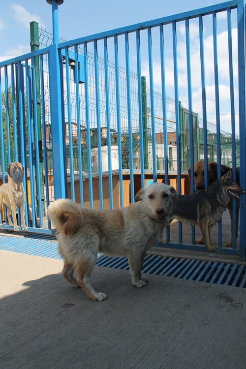 მეტისი ბომბორა