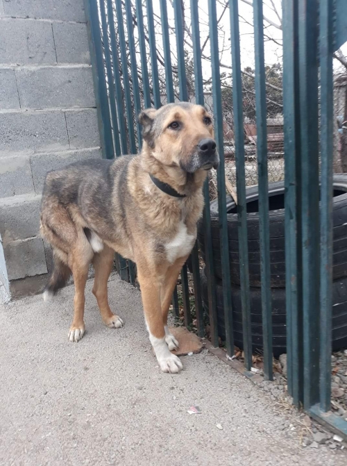 ქართული ნაგაზი უსახელო