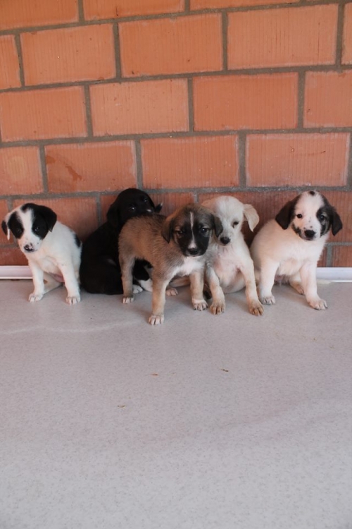 მეტისის ლეკვები უსახელო