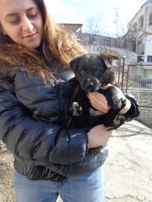 მეტისი ლაქი