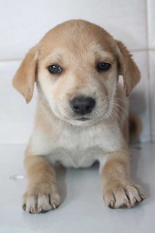 ლაბრადორის მეტისი უსახელო