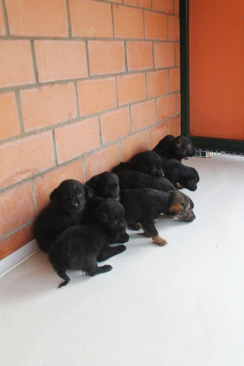 მეტისის ლეკვები უსახელო