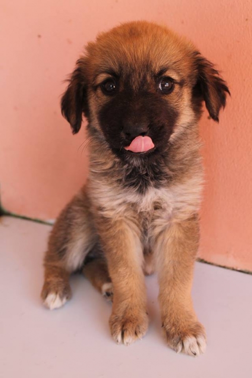 მეტისი უსახელო