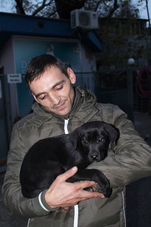 ლაბრადორის მეტისი უსახელო