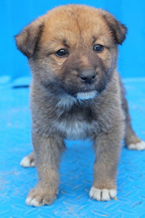 ქართული ქოფაკი უსახელო