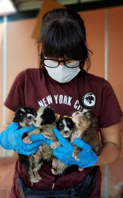 მეტისი კაიროს ქუჩა