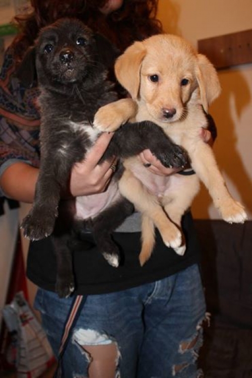 მეტისის ლეკვები უსახელოები