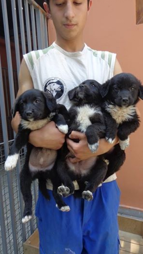 ქართული ქოფაკი უსახელოები