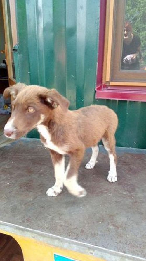 მეტისი უსახელო