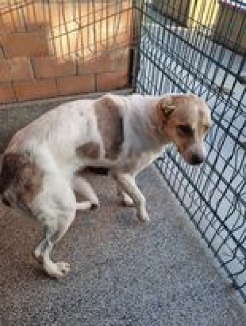 ქართული ნაგაზი გადმოყვანილია ცხოველთა მონიტორნგის სამსახურიდან