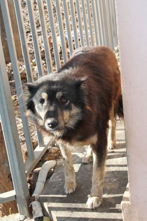 მეტისი უსახელო