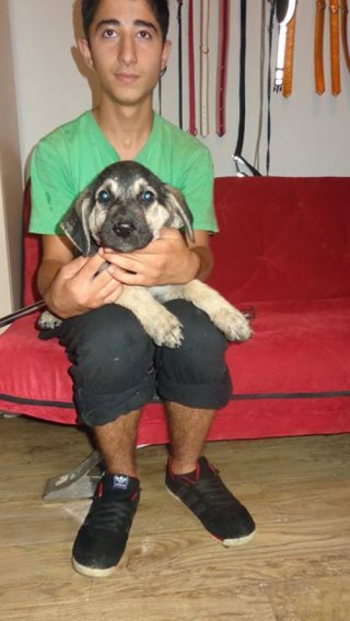 გერმანული ნაგაზის მეტისი უსახელო