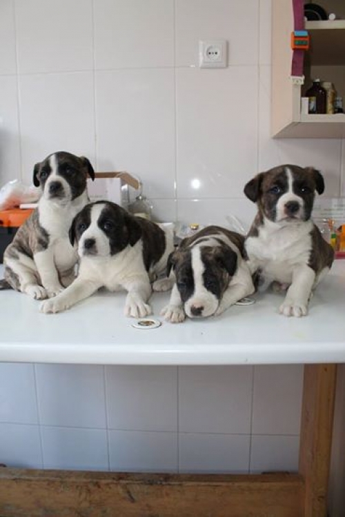 პიტი უსახელო