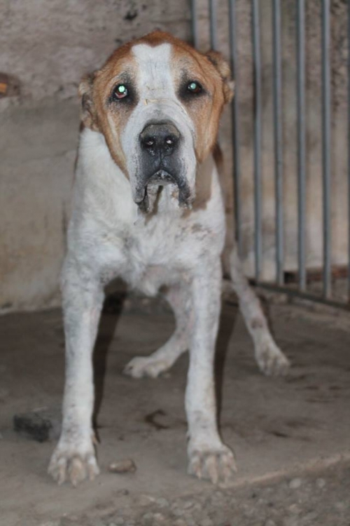 ქართული ნაგაზი უსახელო