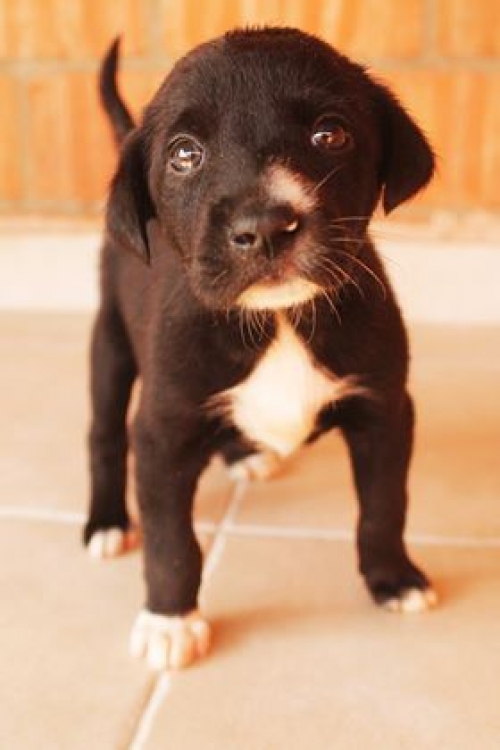 მეტისი უსახელო