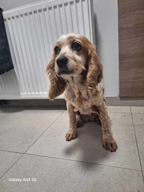 კოკერსპანიელი ნაპოვნია რუსთაველზე